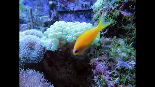 Coral Reefs & Colorful Sea Life | Relaxing Music to Relieve Stress, Anxiety and Depression