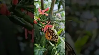 Who knew Houston was home to a little slice of heaven? The Cockrell Butterfly Center at HMNS!