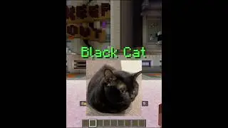 I Love Cat Themed Buildbattle 😭🙏#buildbattleminecraft #minecraftmemes #catmemes #sillycat