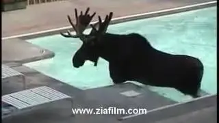 BusinessMoose enjoys swmming pool