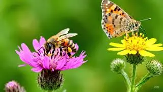 &ldquo;Watch Pollinator Seeds Bloom into a Bee & Butterfly Haven 🐝🦋&rdquo;