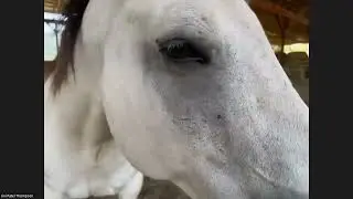 Horse Wisdom Experience - LIVE!!