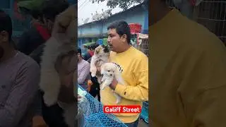 galiff street pet market | dog market Kolkata #shroud #dog #petmarket #galiffstreet