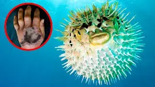 12 самых ЯДОВИТЫХ морских существ в мире!