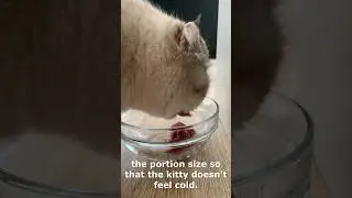 Why did the cat start eating more? #bondingwithpets