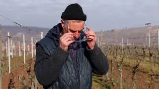 Relevage de vignes avec l'agrafeuse autonome