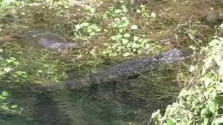 Alligator and softshell turtle coexisting in a spring in The Villages, Florida