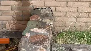 California King Snake slithering over rock wall Arizona
