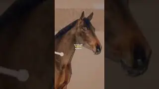 Horse Blood is use to create Antivenom Medicine