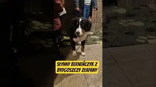Łapanie słynnego Berneńczyka z Bydgoszczy