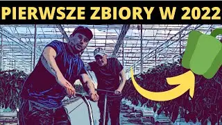 PIERWSZE ZBIORY 2022 / PRACA W HOLANDII UPRAWA PAPRYKI