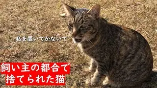 飼い主に捨てられた猫ちゃん。