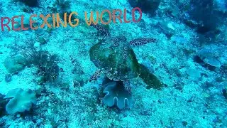 wild animals ultra hd ,Animals willd vedio full hd high resolation
