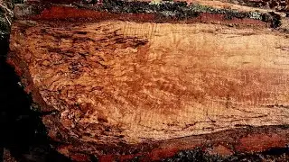 Oak Burl Bust + Mystery Logs | HM130 Sawmill