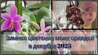 Зимнее цветение моих орхидей 2025#обзор#2025#flowers#funny#plants 