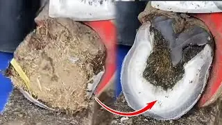 Cut Off The Excess Part Of The Donkey's Hoof Just Like Cutting A Carrot
