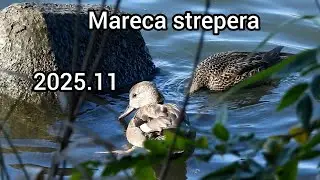 オカヨシガモ (Mareca strepera) / Gadwall / 公園のカモ 江戸川 / 2025年11月