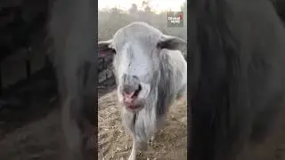 Emotional moment woman reunites with sheep, pets after LA wildfire 🐑