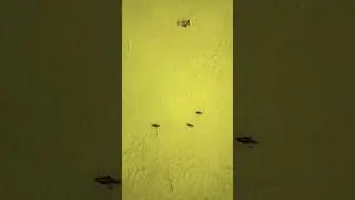 Ant March fasting 🐜🐜🐜🐜