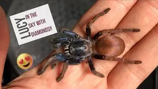 Polychromatic tarantula - LUCY, Haploclastus devamatha rehousing, malaki na!
