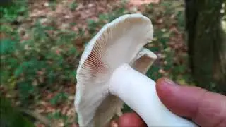 RUSSULA VIRESCENS Junio 2018