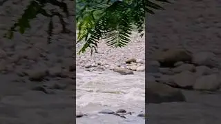 Nature's Beauty at Ramnagar Koshi River #shorts #short #travel #ramnagar #nature #travely93vlogs