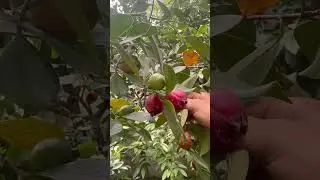 Ever tried Strawberry guava?? 😮🫨 #strawberry #guava #fyp #farm #fruit #juice #agri #health #fresh