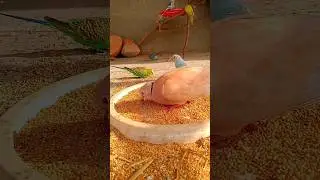Beautiful mixed Birds Colony 🥰 Budgies parakeets||Laughing Doves|Quails |Whitetail doves ❤️