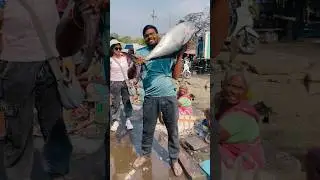 రెక్క సోరా | yellow fin tuna fish |Vizag Hari |#vizagfishingharbour