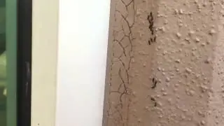 White-Footed Ants Filmed in Slow Motion