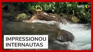 Sucuri gigante impressiona turistas em cachoeira de Bonito (MS)