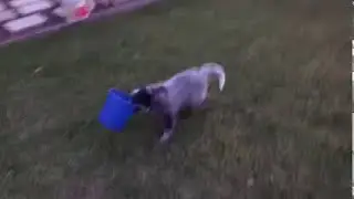 Blue Heeler pup trying to carry a plastic pot