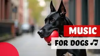 Pawsitive Vibes Only: Calming Dog Music to Minimize Separation...