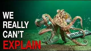 We Were Wrong About Octopus Intelligence ....