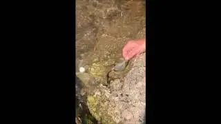 snakefeed