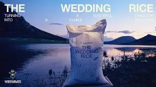 Wikifarmer - The Wedding Rice (case study)