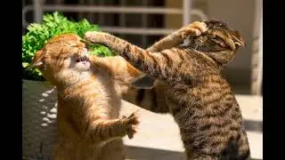 Bunyi Kucing Gaduh - cat fight sound 5 minutes