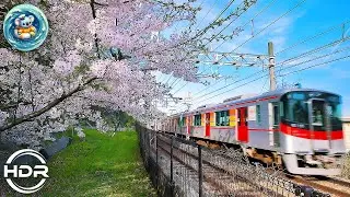 [ Travel Japan ] Golden set of train, sea and flowers in Kobe. 桜: 須磨浦公園: 神戸