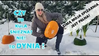 Pumpkin in Winter: An Old-Timey Way That Still Works! Winter Survival Secrets for Preserving Pump...