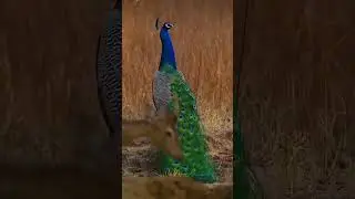 #peacockdance #leyar #forestsounds