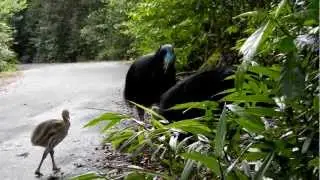 Foret tropical et Casoar sauvage a casque, Cairns, Queensland National Park, Australie
