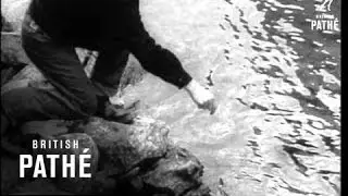 Fishing Holiday In Rockies (1958)
