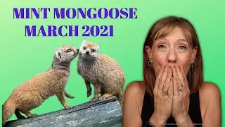 Mint Mongoose May2021   SD 480p