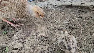 Dakhni teetar chicks eating termites