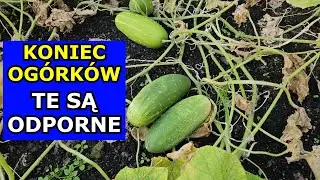 Już po Ogórkach. Te są ODPORNE NA CHOROBY, będą do Przymrozków. Polecane Odmiany Ogórków gruntowych.