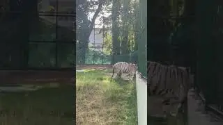sarthana nature park | zoo | surat |tiger