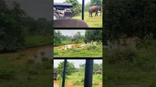 Wild beauty of Sri Lanka 🐘🇱🇰#Udawalawe#shortvideo  #Safari #SriLankaWildlife #travel #elephant