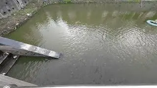 Feeding Fish means Inner Peace #divine #fish #fishingvideo #fishing #jaijagannath #puri #maldanews