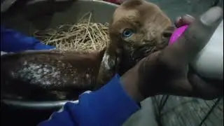 Winter Feeding for 1st Week Baby Goats Using Bottle Feeder#WinterGoatFeeding #BottleFeeder