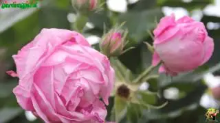 Rosa Centifolia